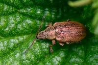 Phyllobius pyri