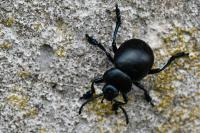 Timarcha tenebricosa