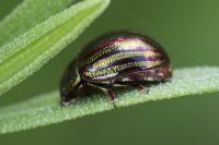 Chrysolina americana