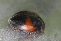 Scymnus interruptus