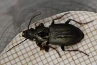 Pterostichus oblongopunctatus