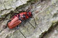 Pyrrhidium sanguineum