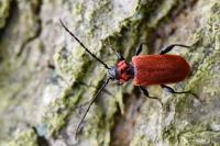 Pyrrhidium sanguineum