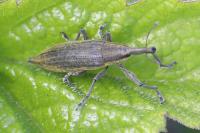 Lixus iridis