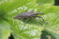 Lixus iridis