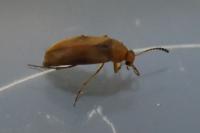 Anaspis maculata