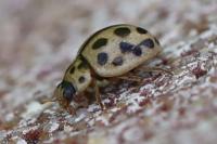 Tytthaspis sedecimpunctata