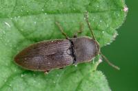 Agriotes obscurus