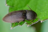 Agriotes obscurus