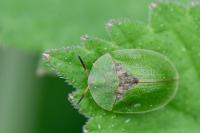 Cassida rubiginosa