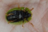 Cassida rubiginosa