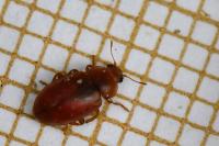 Coccidula rufa