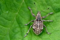 Liophloeus tessulatus