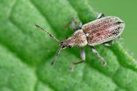 Phyllobius pyri