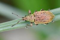 Phyllobius pyri