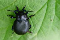 Timarcha goettingensis