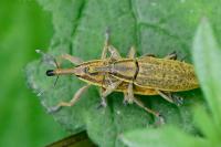 Lixus iridis