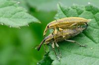 Lixus iridis
