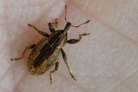 Hypera postica