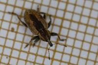 Hypera postica