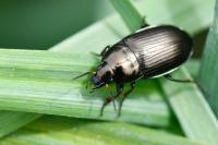 Amara similata