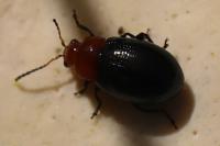 Podagrica fuscipes