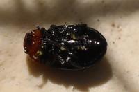Podagrica fuscipes