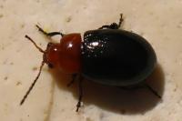 Podagrica fuscipes