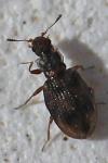 Cartodere bifasciata