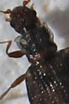 Cartodere bifasciata