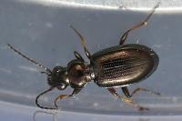 Bembidion lampros