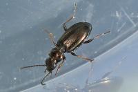 Bembidion lampros