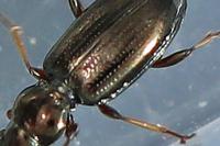 Bembidion lampros