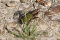 Cicindela campestris