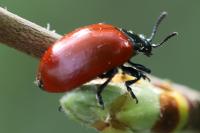 Chrysomela populi