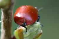 Chrysomela populi