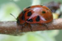 Gonioctena decemnotata