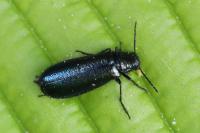 Dasytes caeruleus