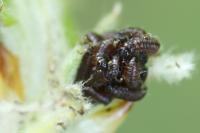 Gonioctena decemnotata