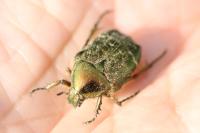 Cetonia aurata