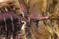 Cetonia aurata