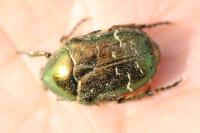 Cetonia aurata
