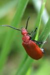 Pyrochroa serraticornis