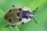 Dendroxena quadrimaculata