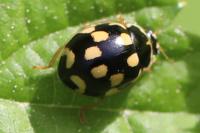 Propylea quatuordecimpunctata