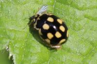 Propylea quatuordecimpunctata