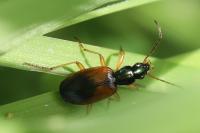 Anchomenus dorsalis