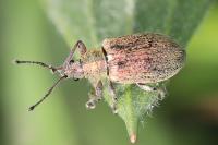 Phyllobius pyri