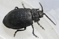 Galeruca luctuosa