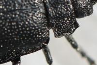 Galeruca luctuosa